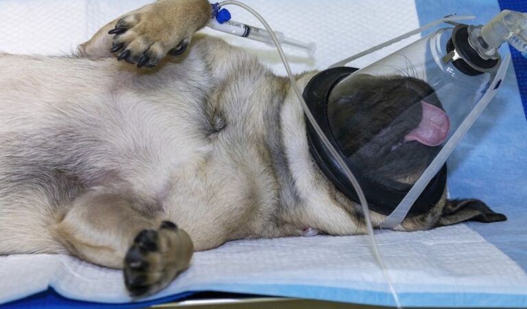 Dogs shouldn’t have to die for new medications