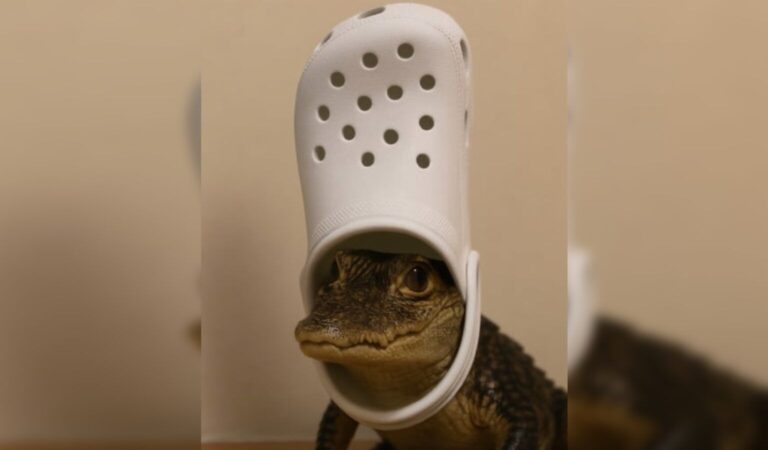 A Crocodile With A White Croc On It’s Head Could Be The Next Big Meme Coin