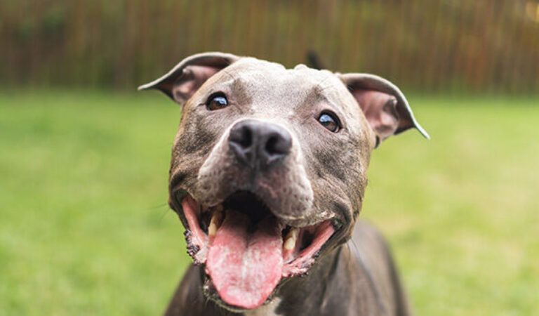 Heroic Dog Leads the Perfect Stranger to Its Unconscious Owners, Likely Saving Lives Heroic Dog Leads the Perfect Stranger to Its Unconscious Owners, Likely Saving Lives