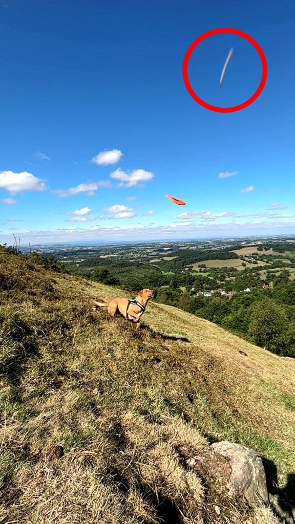 Photo of a dog playing frisbee with a fast-moving unidentified object in the sky.