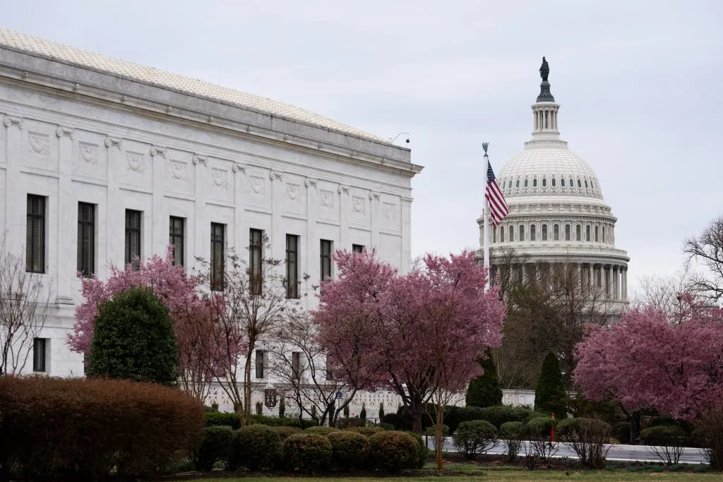 DC Cherry Blossoms.