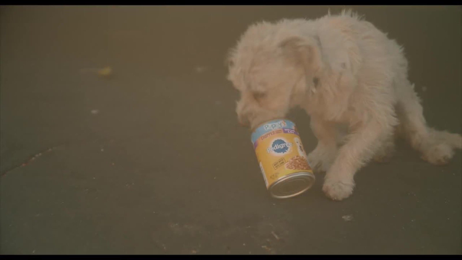 Dog shown in Spencer Pratt video about Los Angeles animal abuse crisis